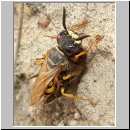 Philanthus triangulum - Bienenwolf 013.jpg